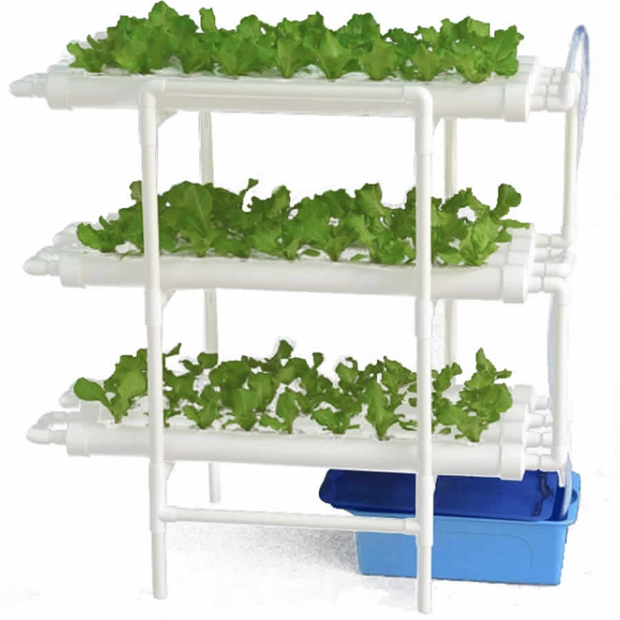 A multi tier NFT hydroponic system growing leafy greens indoors