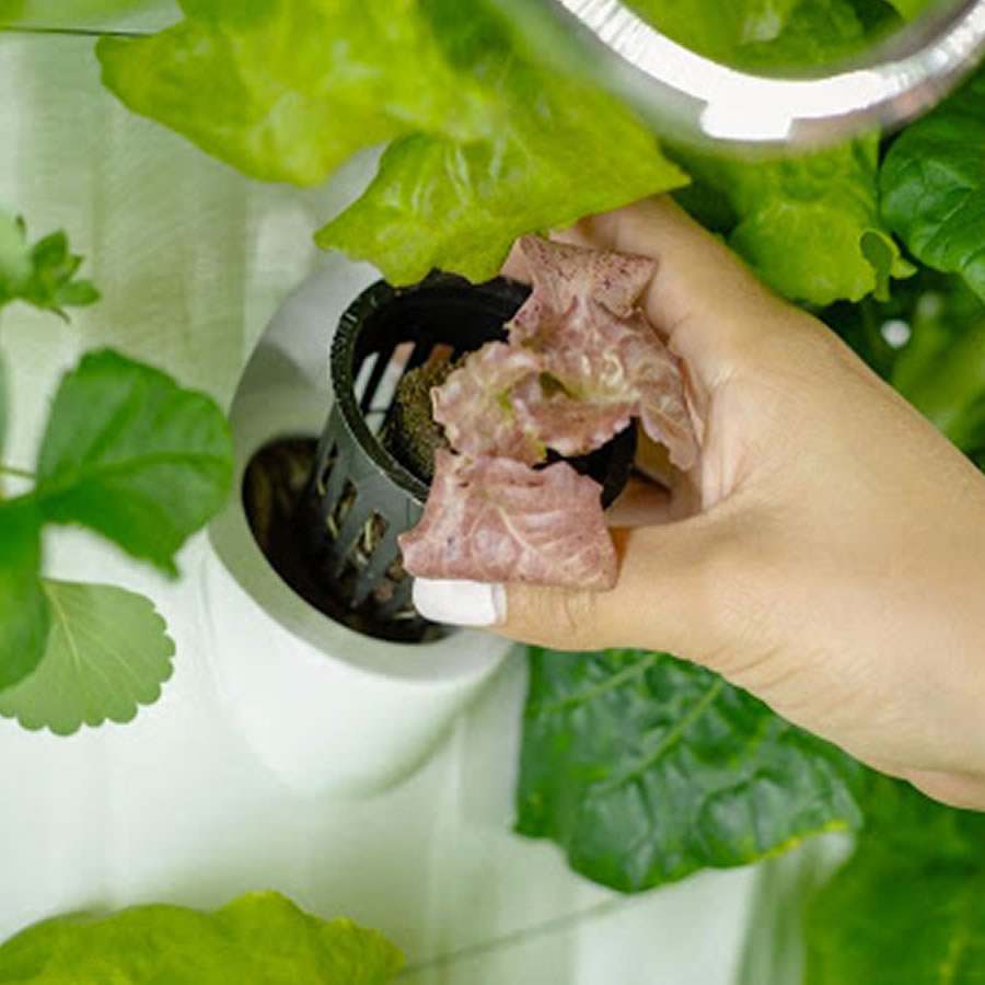 108 Cup NFT Hydroponic System: image 5