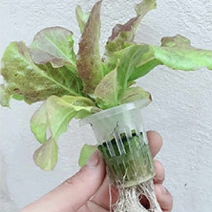 108 Cup NFT Hydroponic System: image 15