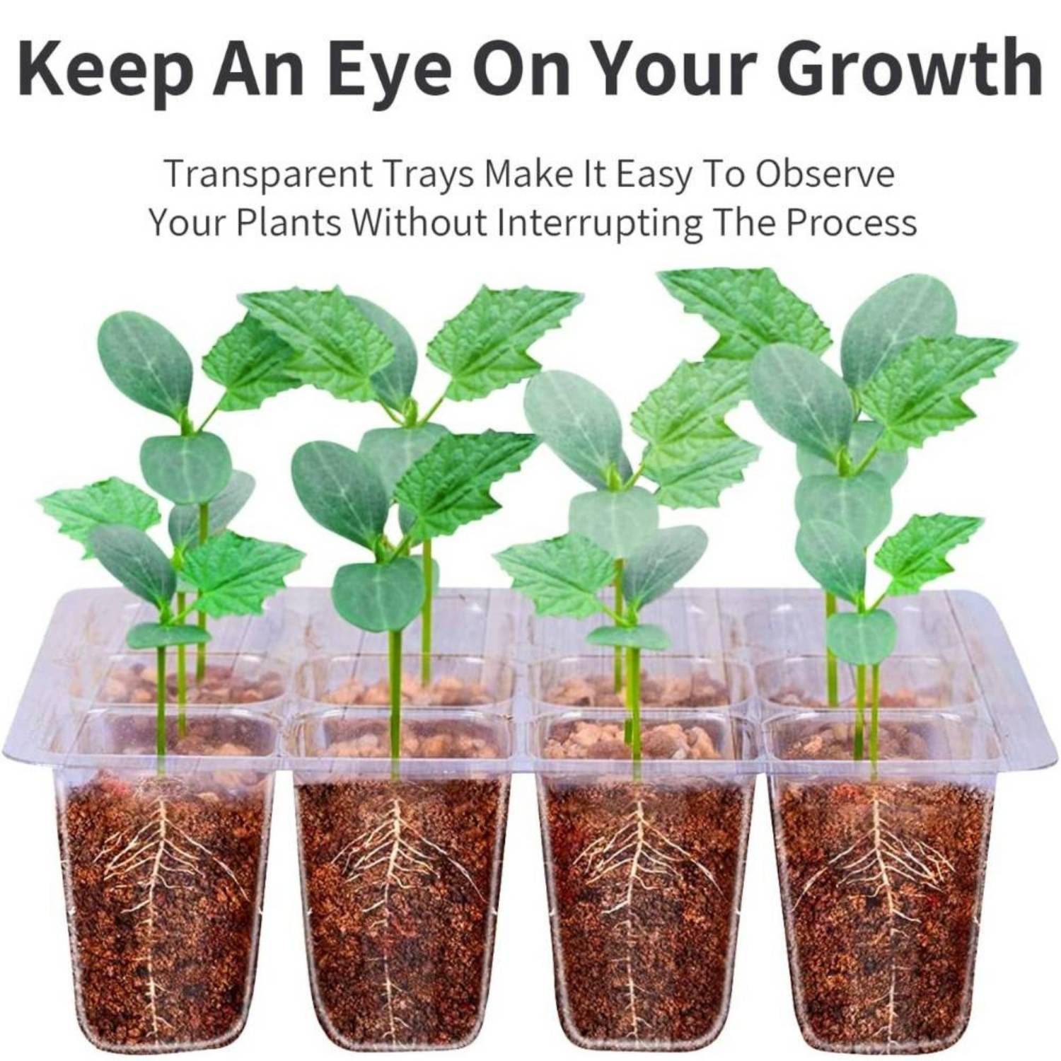 Seed Starter Trays with Humidity Domes, Pack of 5: image 9