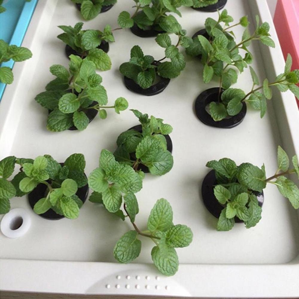 Deep Water Culture Hydroponic System, 11 Cup: image 4